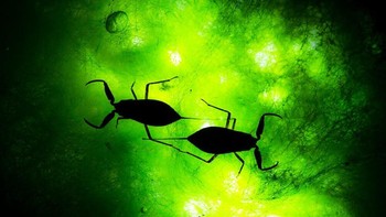 Foto serangga bernama kalajengking air ini diambil oleh Juan Jesús González Ahumada dan menjadi juara kedua kategori Insects. Foto: Juan Jesús González Ahumada/Close Up Photographer of the Year