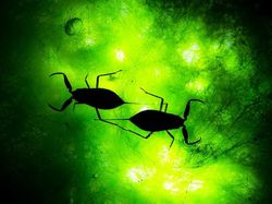 Aneka Foto Close Up Paling Memukau