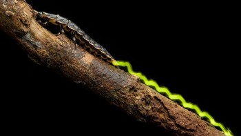 Foto kumbang Lamprigera yang sedang memancarkan cahaya ini diambil oleh Chien Lee dan menjadi juara ketiga kategori Insects. Foto: Chien Lee/Close Up Photographer of the Year