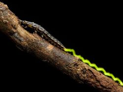 Aneka Foto Close Up Paling Memukau