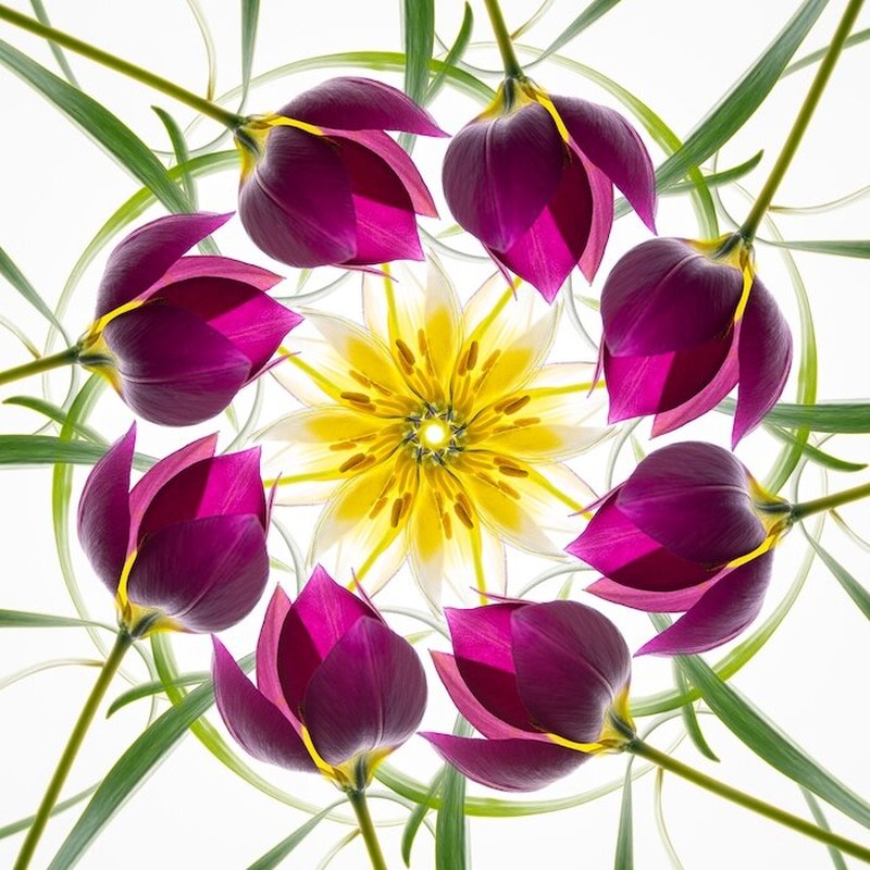 Close Up Photographer of the Year 2020