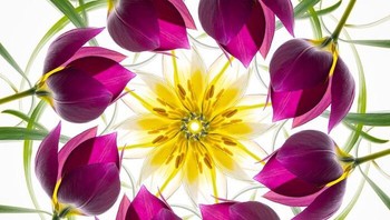 Kategori Plants and Fungi dimenangkan oleh Elizabeth Kazda dengan foto tulip miniatur yang disusun menjadi mandala. Foto: Elizabeth Kazda/Close Up Photographer of the Year