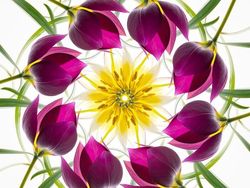 Aneka Foto Close Up Paling Memukau