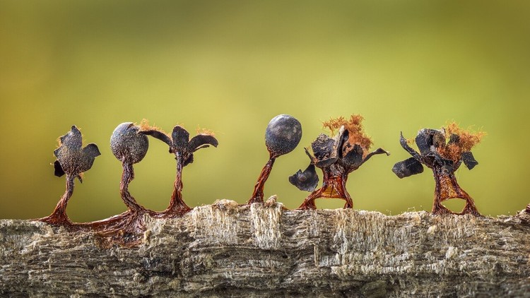 Close Up Photographer of the Year 2020