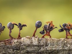 Aneka Foto Close Up Paling Memukau