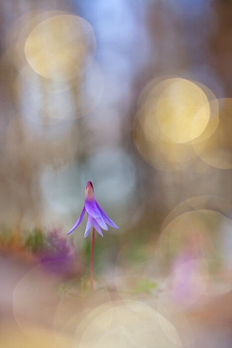 Close Up Photographer of the Year 2020