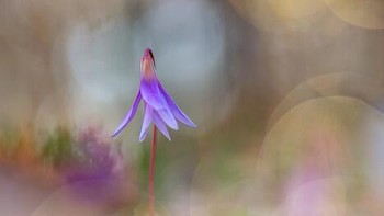 Foto bunga violet yang terlihat seperti balerina ini diambil oleh Henrik Spranz dan menjadi juara ketiga kategori Plants and Fungi. Foto: Henrik Spranz/Close Up Photographer of the Year