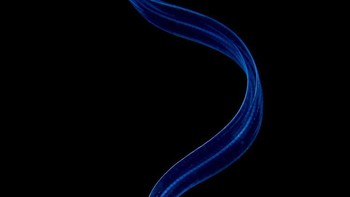 Foto belut lava di perairan Lembeh karya Galice Hoarau ini menjadi juara kategori Animals sekaligus juara umum kontes Close Up Photographer of the Year. Foto: Galice Hoarau/Close Up Photographer of the Year