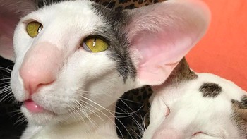 Perhatikan kucing ini. Wajahnya cantik dengan tulang pipi menonjol seperti para model. Foto: Istimewa