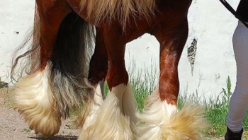 Kuda ini punya rambut yang indah, manusia pun mungkin kalah. Foto: Istimewa