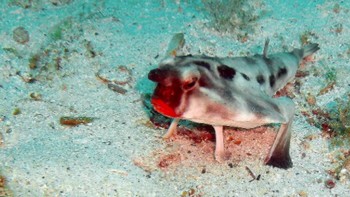 Batfish tidak pakai lipstick. Bibirnya memang asli berwarna merah merona. Foto: Istimewa
