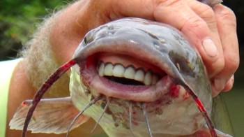 Ikan lele ini punya gigi yang rapi dan bersih. Deretan giginya seperti gigi manusia. Foto: Istimewa