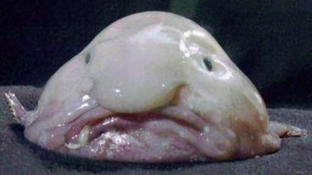 Ini namanya Blobfish. Ikan ini terlihat seperti wajah manusia yang bersedih. Foto: Istimewa