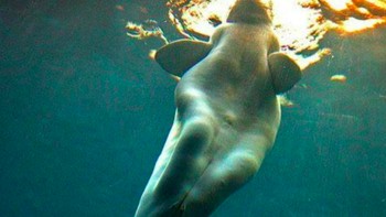 Bagian bawah tubuh Paus Beluga ini terlihat punya lutut dan paha. Foto: Istimewa