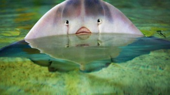 Ikan pari ini seperti sedang menatap kita. Tapi bagian yang disangka mata itu sebenarnya adalah lubang hidung. Foto: Istimewa