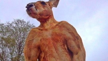 Kanguru ini berbadan kekar bukan karena nge-gym loh. Dia perlu membentuk tubuhnya untuk menarik perhatian kanguru betina. Foto: Istimewa