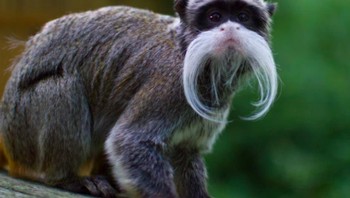 Kumis Tamarin ini mungkin mengingatkan kalian pada wajah kakek-kakek. Foto: Istimewa
