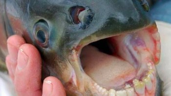 Ikan sheepshead atau nama ilmiahnya Archosargus probatocephalus. Menurut artikel di Scientific American, ikan ini jenisnya omnivora sehingga giginya cukup mirip dengan manusia. Foto: Istimewa