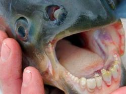 Hewan Aneh Tapi Nyata yang Mungkin Belum Pernah Kamu Lihat Seumur Hidup