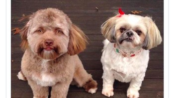Beberapa waktu lalu anjing sebelah kiri yang berwarna coklat sempat viral karena jika dilihat seksama, wajahnya mirip manusia. Foto: Istimewa