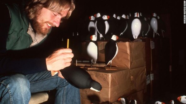 Puffin bersarang di koloni karena mereka suka bersama-sama dengan yang lain dari jenisnya. Dia berspekulasi bahwa puffin muda memang ingat pulau itu tapi terlalu takut untuk datang kembali. Ide baru Kress adalah menempatkan umpan puffin yang dibuat dari kayu di sekitar pulau, untuk membantu burung merasa aman. Itu berhasil. Puffin bersarang di koloni karena mereka suka bersama-sama dengan yang lain dari jenisnya. Dia berspekulasi bahwa puffin muda memang ingat pulau itu tapi terlalu takut untuk datang kembali. Ide baru Kress adalah menempatkan umpan puffin yang dibuat dari kayu di sekitar pulau, untuk membantu burung merasa aman. Itu berhasil.