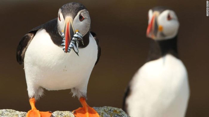 Konservasi burung puffin