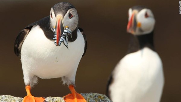 Burung puffin jadi salah satu unggas istimewa. Keberadaannya jadi ide awal mula menyelamatkan burung laut di seluruh dunia. Burung puffin jadi salah satu unggas istimewa. Keberadaannya jadi ide awal mula menyelamatkan burung laut di seluruh dunia.