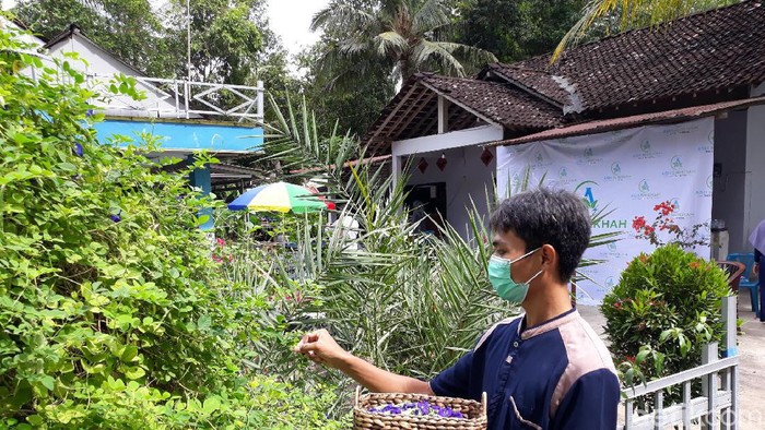 Peluang usaha mengolah bunga telang jadi teh hingga sabun