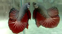 Lebih lanjut, Saiful menuturkan sebelum pandemi pendapatan jualan tanaman hias ikan cupang Rp 100 ribu sampai dengan Rp 200 ribu. Namun setelah masa pandemi pendapatan dalam sehari bisa mencapai Rp 1 juta.