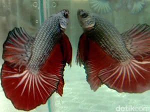 5 Bisnis Raup yang Cuan Meski Serangan Corona Merajalela