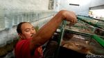 Ramainya Bisnis Ikan Cupang, Sehari Bisa Raup Rp 1 juta