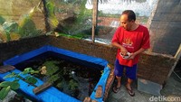 Penjualan ikan cupang laku hingga beberapa daerah. Bahkan sampai mancanegara. Penjualan ke tempat, kita lewat facebook di luar jawa sampai mancanegara. Alhamdulillah berkah kami, kata Saiful yang sudah senang dengan ikan cupang sejak usia 10 tahun.