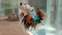 Perawatannya yang cukup mudah membuat ikan cupang banyak dicari warga di masa pandemi COVID-19 untuk mengisi kegiatan selama beraktivitas di rumah.