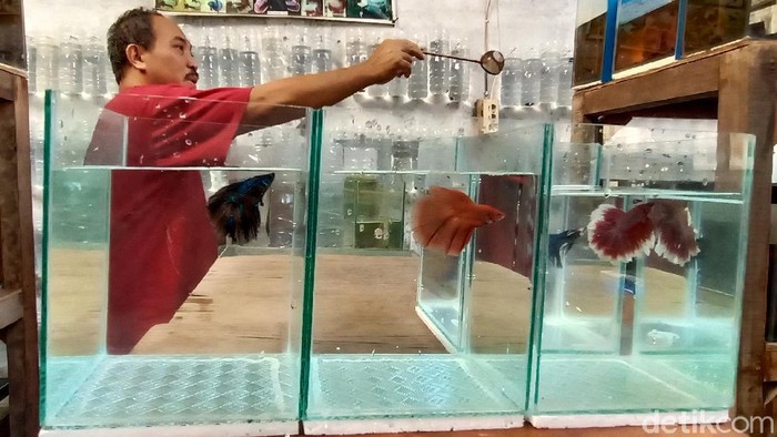 Ramainya Bisnis Ikan Cupang, Sehari Bisa Raup Rp 1 juta Pelaku usaha budi daya ikan cupang mendapatkan berkah di tengah pandemi COVID-19. Dalam sehari bisa meraup keuntungan hingga Rp 1 juta lebih.