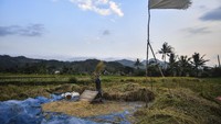 Pemerintah menyatakan bahwa stok pangan Indonesia dinilai aman hingga akhir tahun 2020.