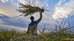 Stok Pangan Indonesia Aman hingga Akhir Tahun