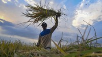 Kementerian Pertanian (Kementan) memastikan setok beras di Indonesia dalam kondisi aman. Terhitung, hingga akhir tahun 2020 masih ada ketersediaan dengan jumlah mencapai 7,1 juta ton. 