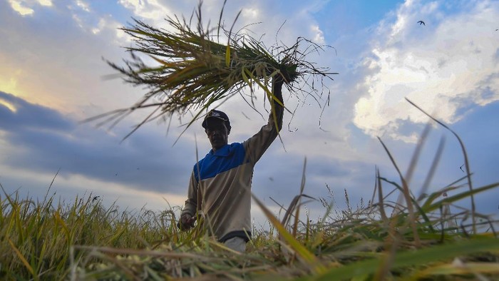 Petani memanen padi miliknya di Ciletuh, Pelabuhan Ratu, Sukabumi, Jawa Barat, Rabu (30/9/2020). Pemerintah menyatakan bahwa stok pangan Indonesia dinilai aman hingga akhir tahun 2020 . ANTARA FOTO/Muhammad Adimaja/foc.