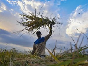 Petani Hati-hati Pupuk Palsu Beredar, Ini Ciri yang Asli