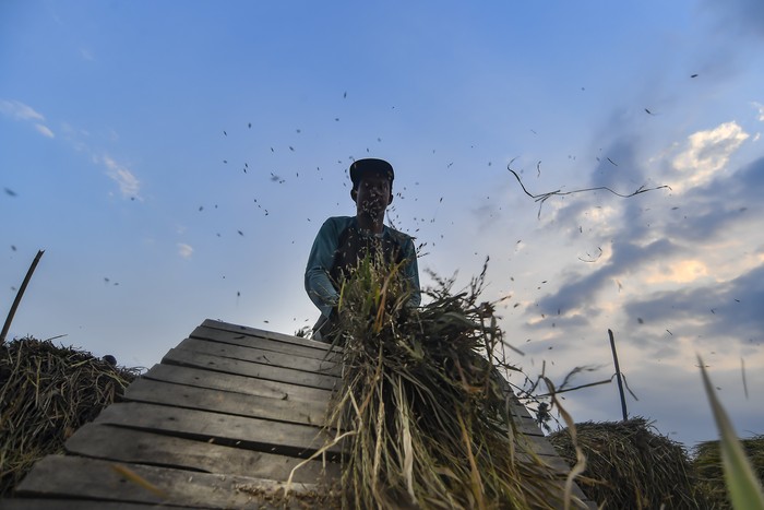 Petani memanen padi miliknya di Ciletuh, Pelabuhan Ratu, Sukabumi, Jawa Barat, Rabu (30/9/2020). Pemerintah menyatakan bahwa stok pangan Indonesia dinilai aman hingga akhir tahun 2020 . ANTARA FOTO/Muhammad Adimaja/foc.