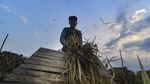Stok Pangan Indonesia Aman hingga Akhir Tahun