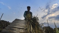 Petani memanen padi miliknya di Ciletuh, Pelabuhan Ratu, Sukabumi, Jawa Barat, Rabu (30/9/2020).