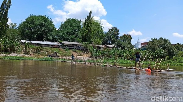 Viral Buaya di Sungai Brantas Kediri Dikaitkan dengan Mistis, Seperti Apa?