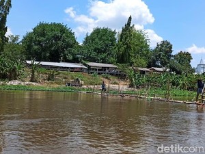 Viral Buaya di Sungai Brantas Kediri Dikaitkan dengan Mistis, Seperti Apa?
