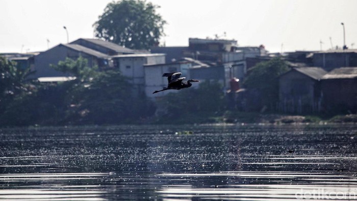 Tni Al Gerebek Sampah Dan Lumpur Di Waduk Pluit