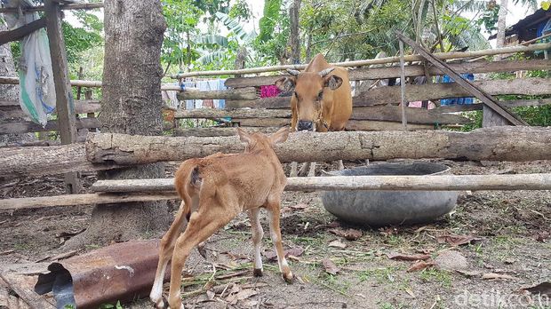 Anak sapi di Polewali terlahir dengan lima kaki dan kelamin ganda (Abdy Febriady/detikcom)