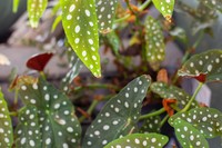 Begonia Maculata ,Polka Dot Begonia Background, retro modern houseplant close-up