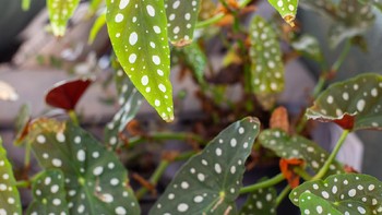 Begonia polkado atau begonia maculata dikenal dengan daunnya yang berbentuk oval memanjang dengan titik-titik putih di atasnya. Tanaman hias cantik ini bisa dibeli dengan harga mulai dari Rp 25.000 di e-commerce. (Foto: Getty Images/iStockphoto/cerro_photography)