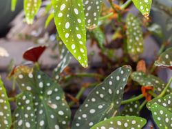 Potret Aneka Tanaman Hias Cantik yang Populer Saat Ini