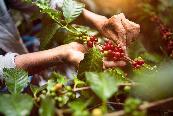 biji kopi